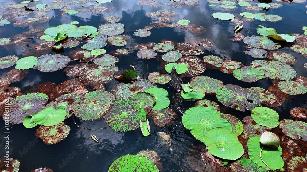 Quick varanus Salvator swimming among the water lilies in the river. Sri Lanka reptile floating in the water followed by drone. Quick varanus Salvator swimming among the water lilies in the river. Sri Lanka reptile floating in the water followed by drone.