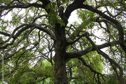 Big oak tree