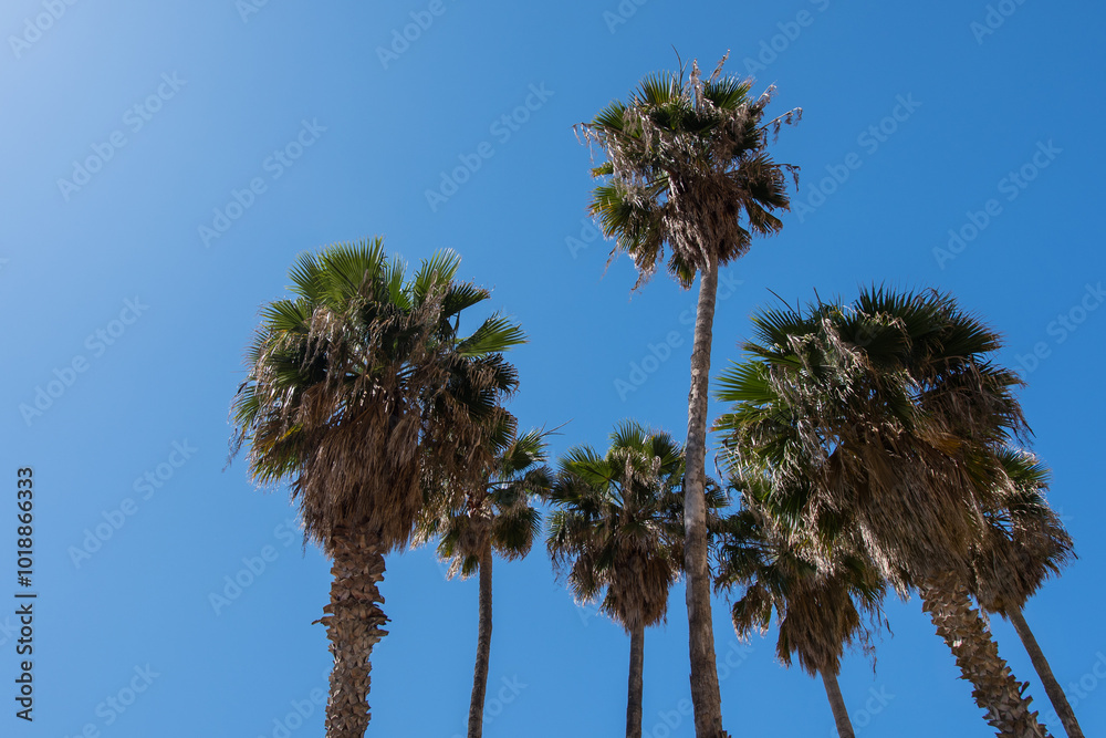 Fototapeta premium Palm trees against a blue sky