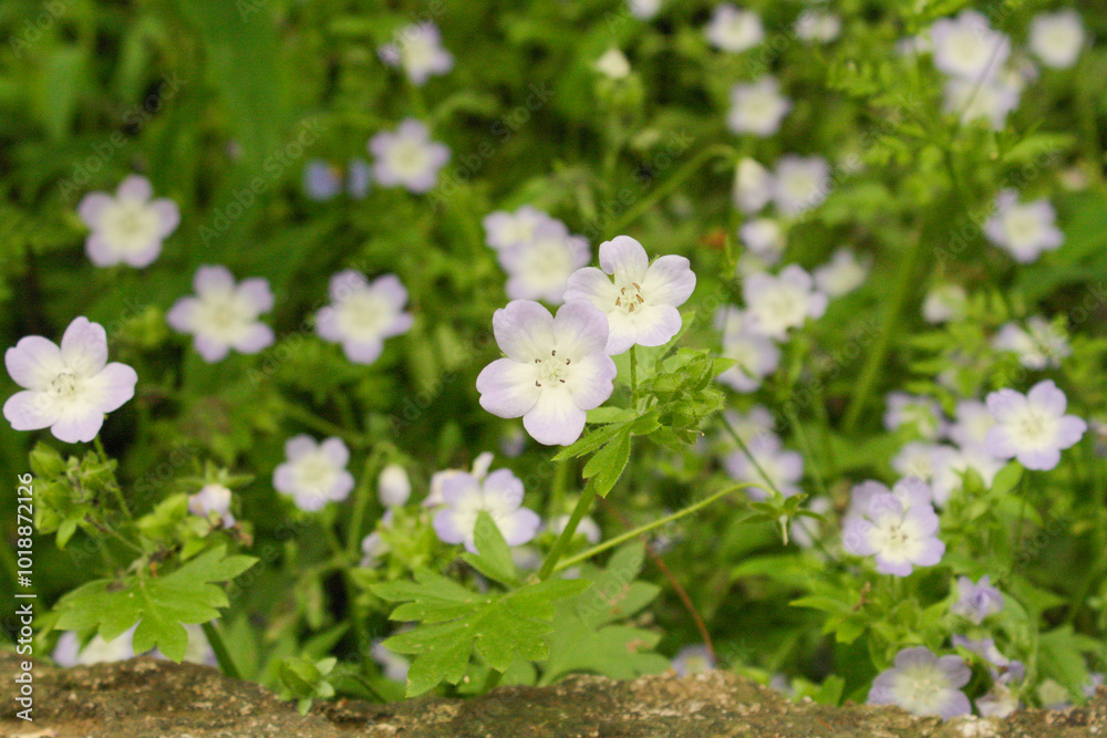 Flowers along the sidewalk Flowers along the sidewalk
