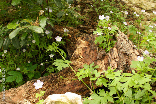 Overgrowth of greenery and flowers