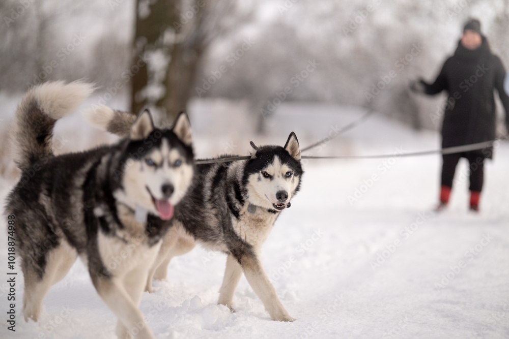 Women walk their husky dogs in the park in winter. Women walk their husky dogs in the park in winter.