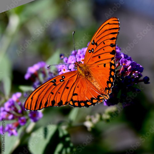 Fototapeta Naklejka Na Ścianę i Meble -  Gulf Fritillary Butterfly 