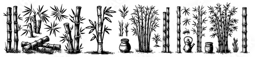 Natural Bamboo Clusters: An Artistic Sketch of Bamboo in Various Poses