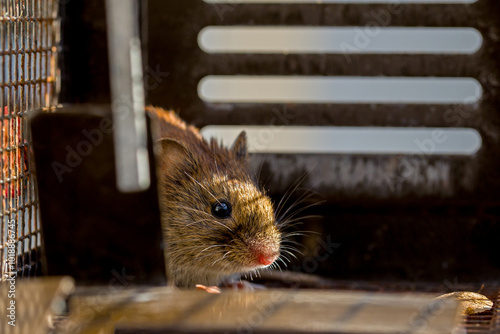 side view of a small brown house mouse caught in a live metal trap in sunny light