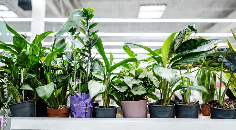 Home Plants In Pots On A Shelves Of Market Home Plants In Pots On A Shelves Of Market