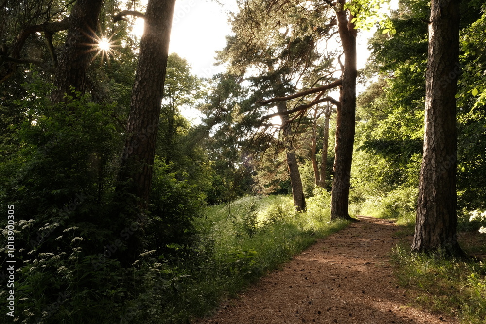 Fototapeta premium Sunny day in the forest, Russia