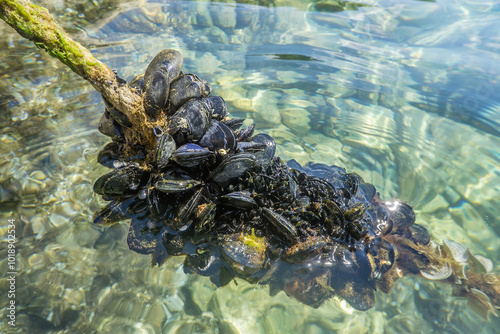 A cluster of mussels on a rope in water.