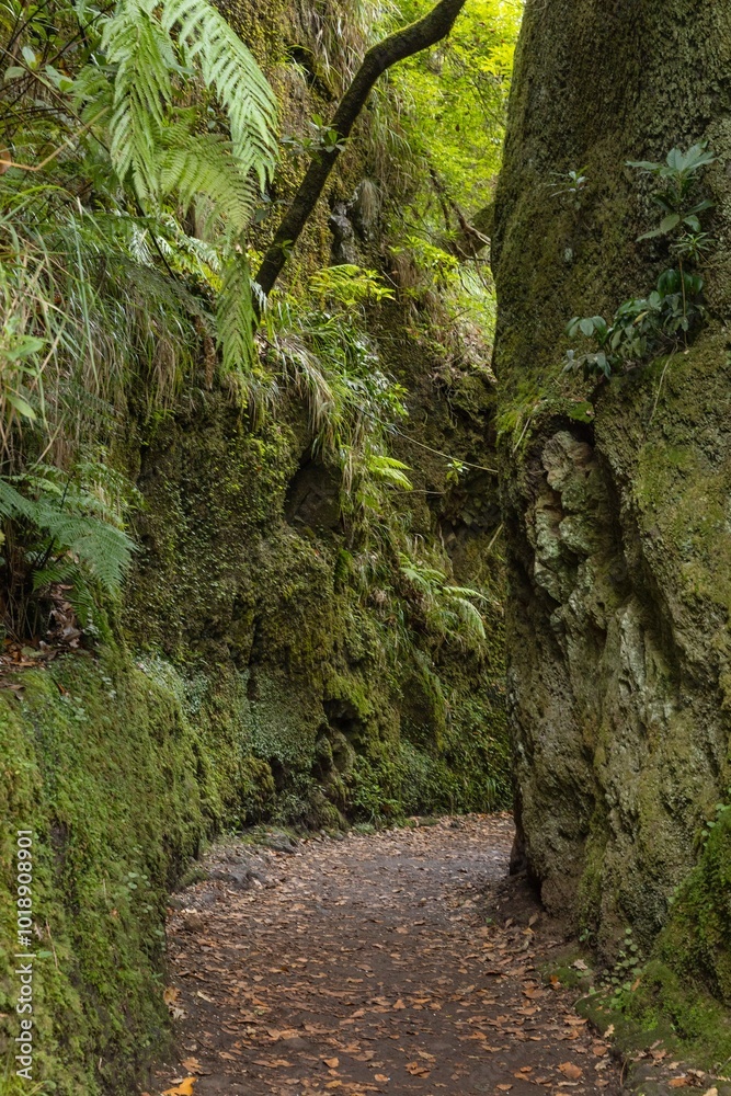 Gap in hiking track. Rocks. Forest of Balcoes Madeira. Ferns and moss. Gap in hiking track. Rocks. Forest of Balcoes Madeira. Ferns and moss.