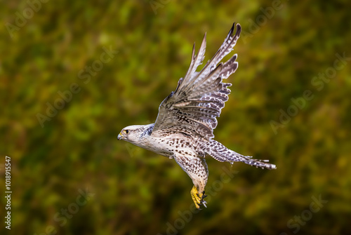 Gyrfalcon in flight


