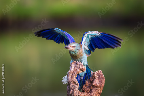 Blue scavenger in landing phase