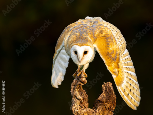 Barn owl against dark background