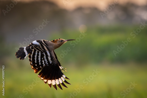 Hop in flight