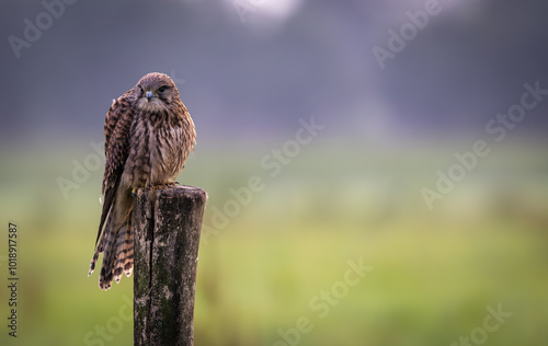 Kestrel at sunrise
