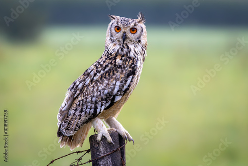 Bengal eagle owl on pole