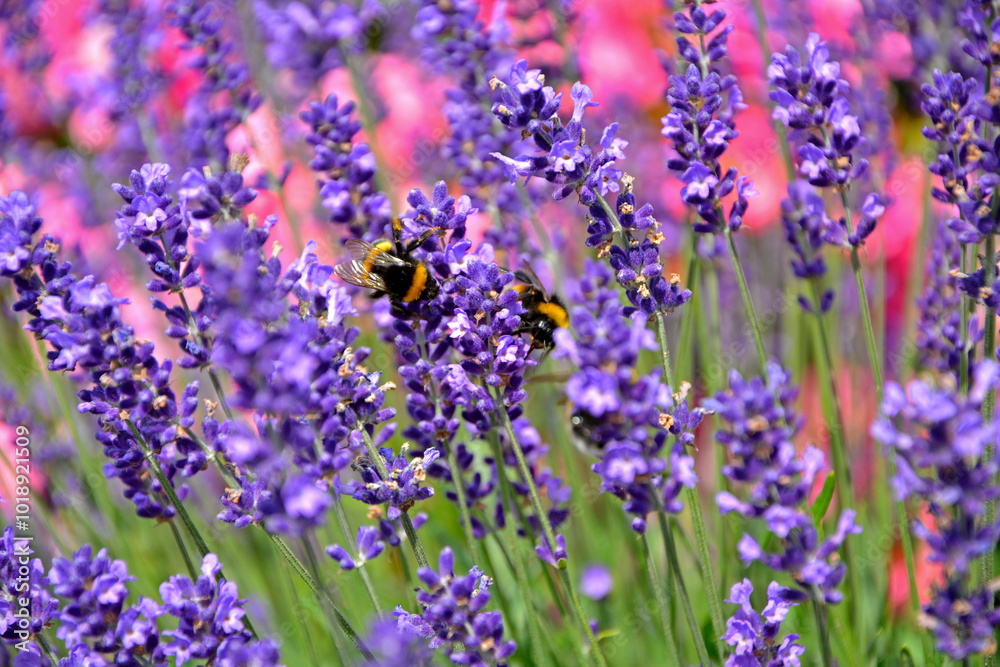 trzmiel na lawendzie, trzmiel na kwitach lawendy na różowym tle, bumblebee on lavender, bumblebee on lavender flowers on a pink background