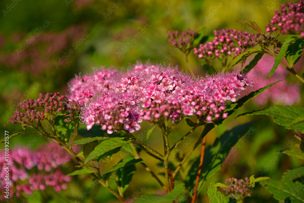 różowe kwiaty tawuły, Tawuła japońska, Tawuła Bumalda, Tawuła drobna, Spiraea japonica, Pink spirea flowers on flowering branches of a bush, Japanese meadowsweet, Japanese spiraea