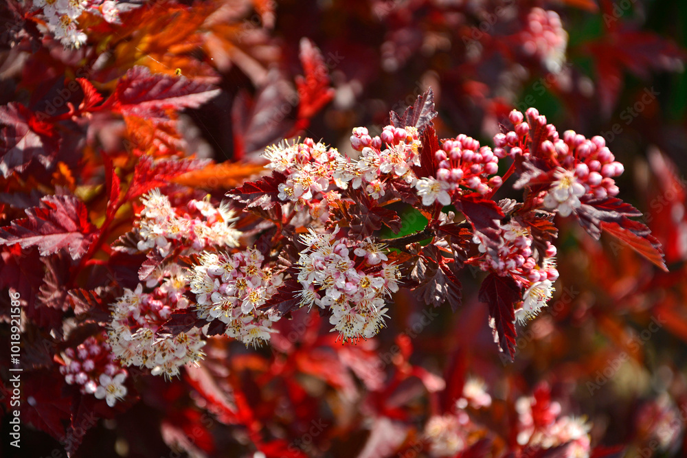 Pęcherznica kalinolistna Little Angel, Physocarpus opulifolius, kwitnąca pęcherznica o czerwonych liściach, common ninebark,Eastern ninebark, White blossom and dark red leaves on a Physocarpus