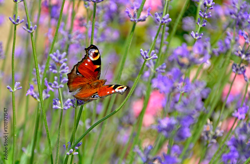 Motyl na kwiatach lawendy, Rusałka pawik (Aglais io) na lawendzie (Lavandula angustifolia), Butterfly on lavender flowers, Aglais on lavender, summer butterfly on the purple flowers of lavender,