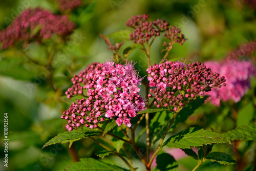 Obraz na płótnie różowe kwiaty tawuły, Tawuła japońska, Tawuła Bumalda, Tawuła drobna, Spiraea japonica, Pink spirea flowers on flowering branches of a bush, Japanese meadowsweet, Japanese spiraea
w salonie