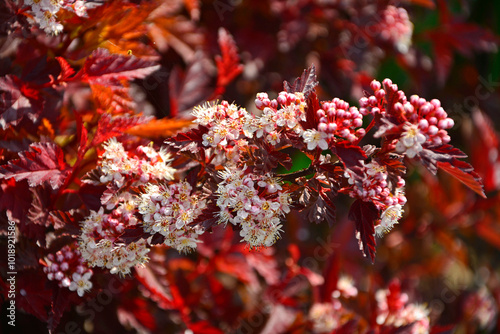 Obraz na płótnie Pęcherznica kalinolistna Little Angel, Physocarpus opulifolius, kwitnąca pęcherznica o czerwonych liściach, common ninebark,Eastern ninebark, White blossom and dark red leaves on a Physocarpus w salonie