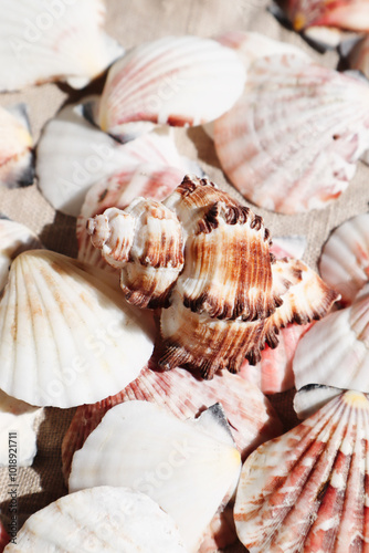 Assorted seashells on a textured surface. photo