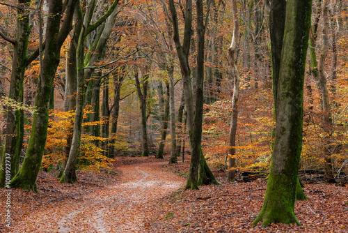 Winding forest path with colorful autumn leaves in the Speulderbos on the Veluwe in Gelderland. photo