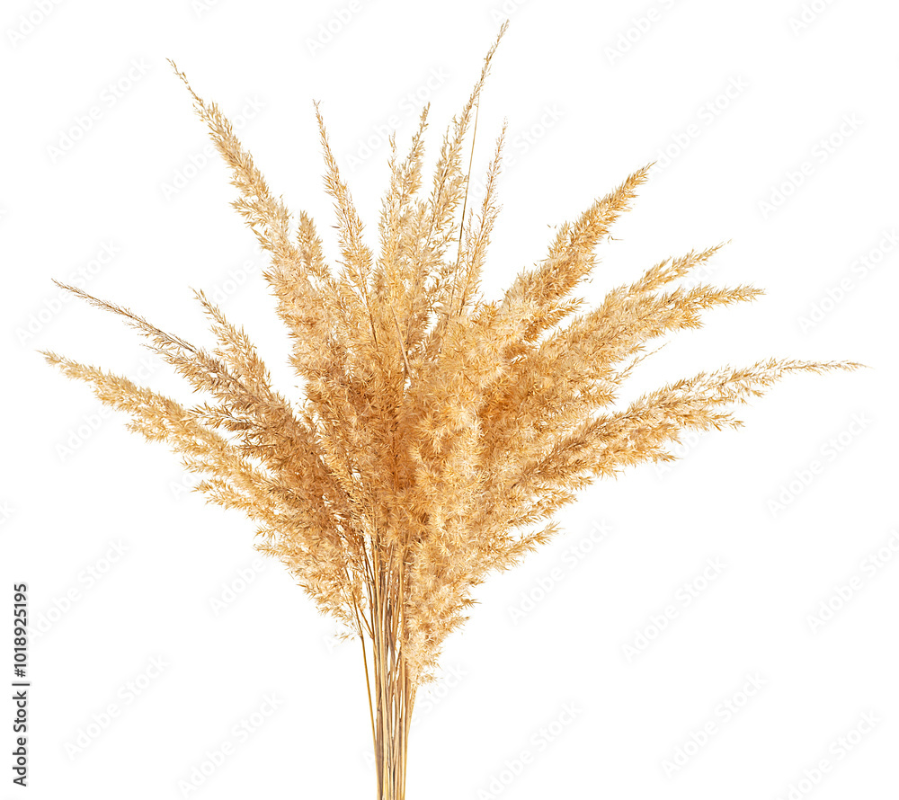 Bunch of bulrush spikelets isolated on a white background. Reed spikelets. Wild spikes. Bunch of bulrush spikelets isolated on a white background. Reed spikelets. Wild spikes.
