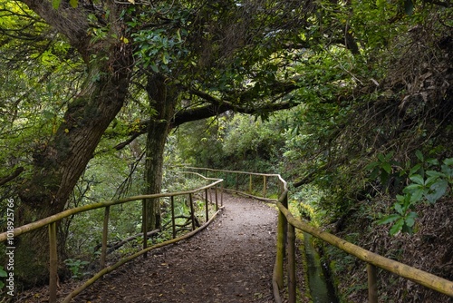 Path in forest forest. Levada, madeira parque das queimadas, pico das piedras, pico ruivo, portugal. 