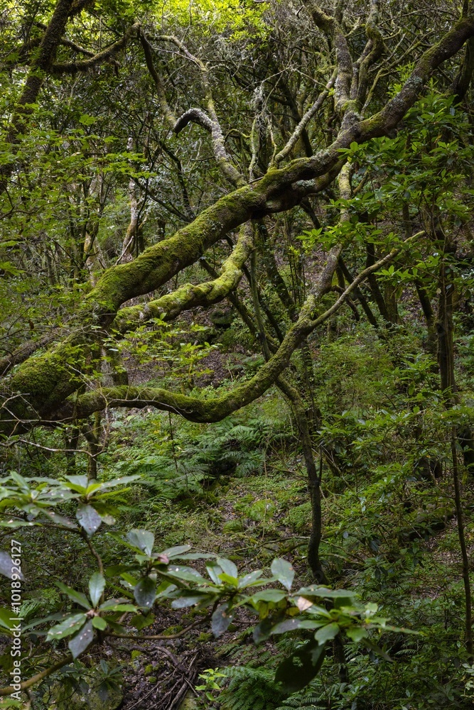 Forest. Levada, madeira parque das queimadas, pico das piedras, pico ruivo, portugal. Jungle. Forest. Levada, madeira parque das queimadas, pico das piedras, pico ruivo, portugal. Jungle.