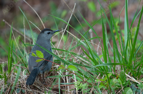 grey cat bird photo