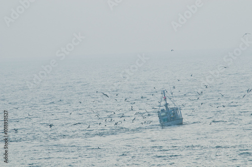 Seagull swarm photo