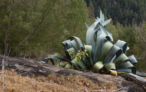 Agave. Botanic gardens at Funchal Madeira Portugal. 