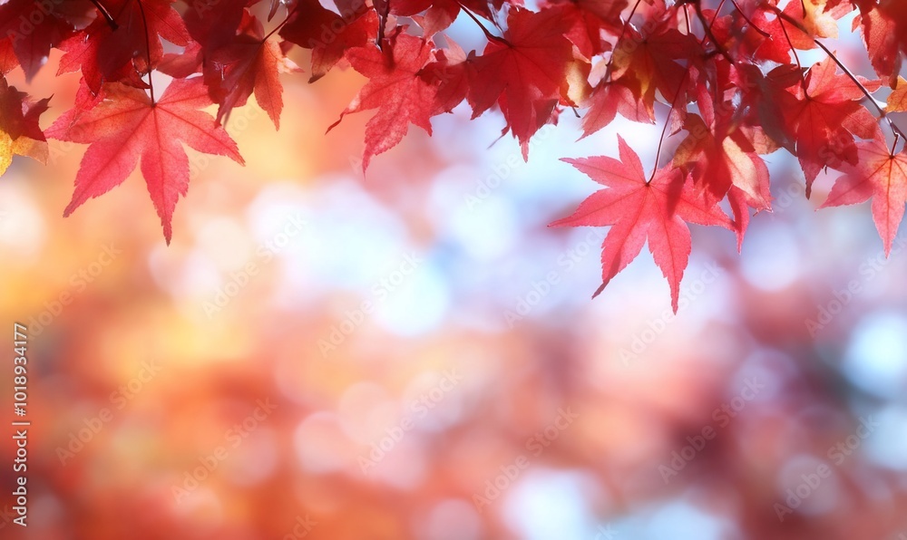 Vibrant red maple leaves against a soft, blurred autumn background. Vibrant red maple leaves against a soft, blurred autumn background.