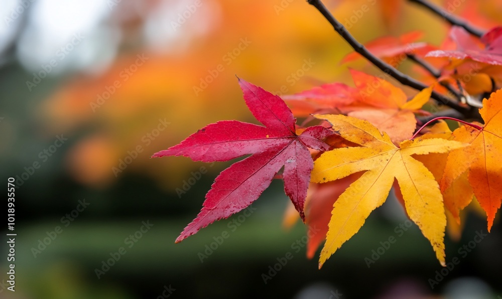 Vibrant autumn leaves in red and yellow against a blurred background. Vibrant autumn leaves in red and yellow against a blurred background.