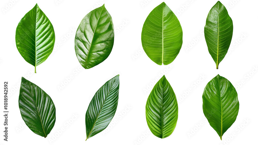 A series of green leaves, each with a different shape and size A series of green leaves, each with a different shape and size