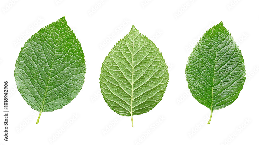 Three leaves are shown in a row, all of which are green Three leaves are shown in a row, all of which are green