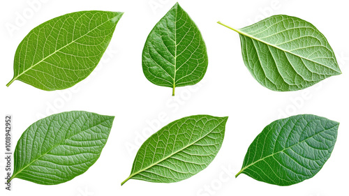 Six different green leaves, each with a unique shape and texture