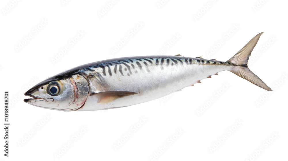 A large fish with a black and white striped body A large fish with a black and white striped body