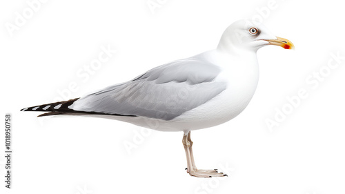 A seagull is standing on a white background