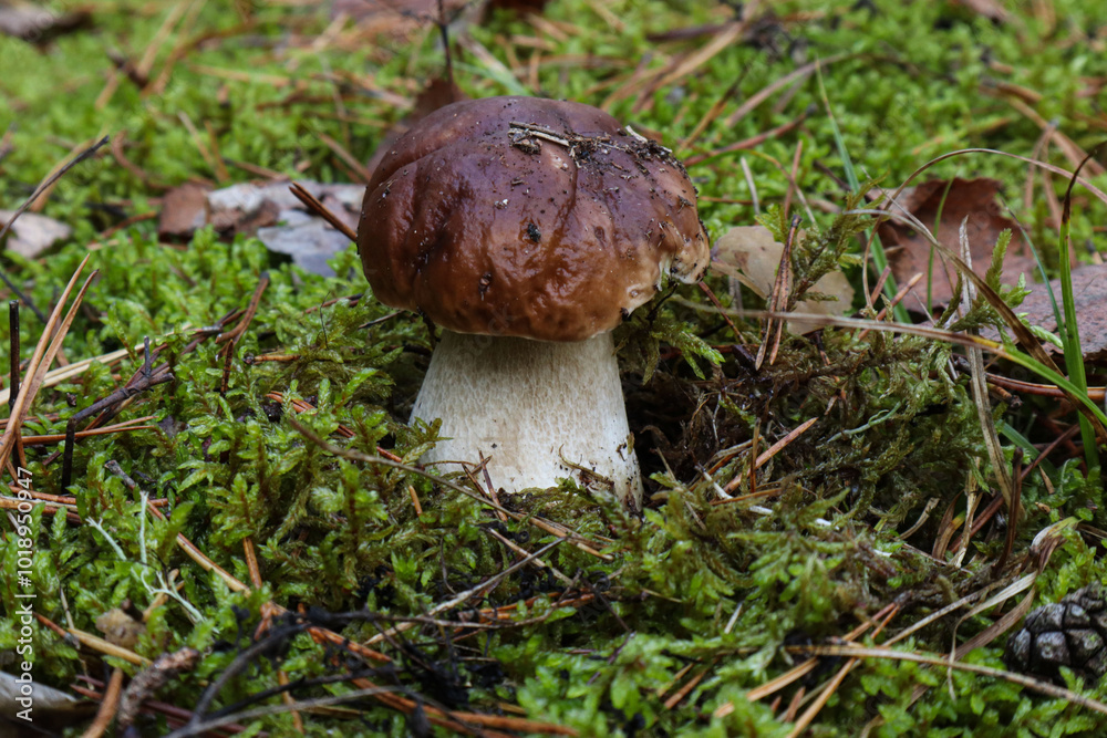 White mushroom in moss close-up in a forest clearing White mushroom in moss close-up in a forest clearing