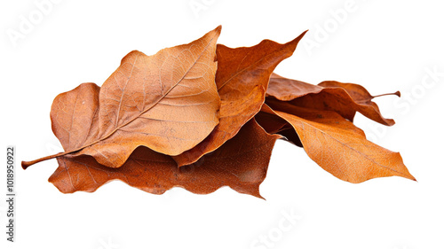 A pile of brown leaves on a white background