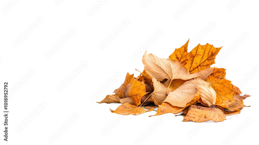 A pile of yellow leaves on a white background A pile of yellow leaves on a white background