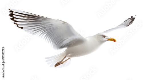 A white seagull is flying in the sky photo