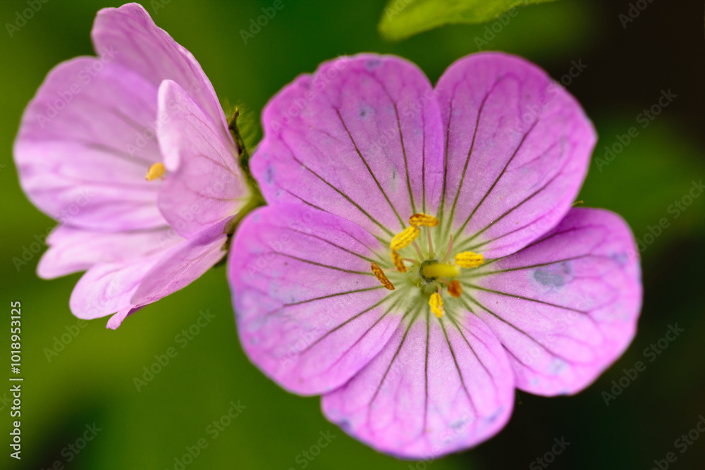 Wild Geranium flowers in the deep shade of the forest in late May within the Pike Lake Unit, Kettle Moraine State Forest, Hartford, Wisconsin Wild Geranium flowers in the deep shade of the forest in late May within the Pike Lake Unit, Kettle Moraine State Forest, Hartford, Wisconsin