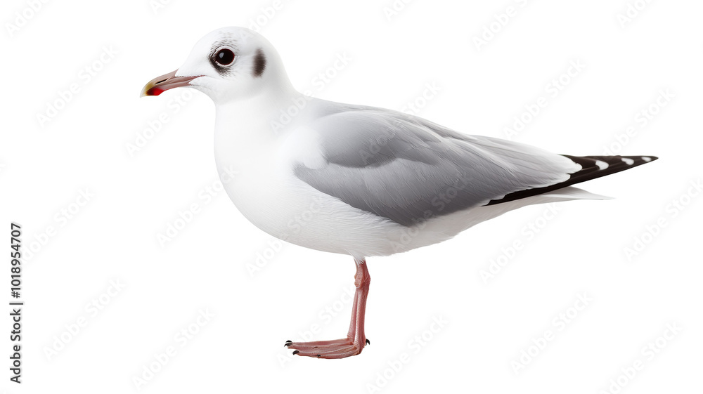 A seagull is standing on a white background A seagull is standing on a white background
