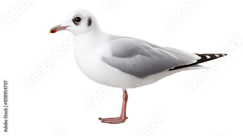 A seagull is standing on a white background