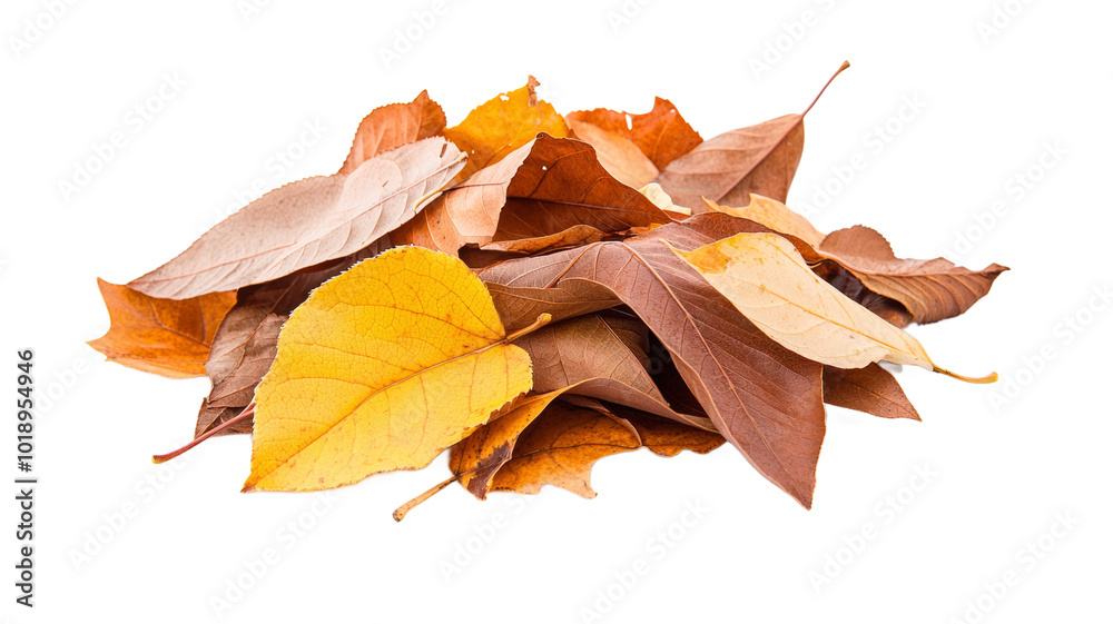 A pile of autumn leaves on a white background A pile of autumn leaves on a white background