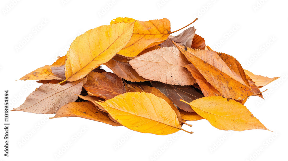 A pile of yellow leaves on a white background A pile of yellow leaves on a white background