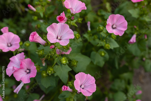 mallow bloom photo